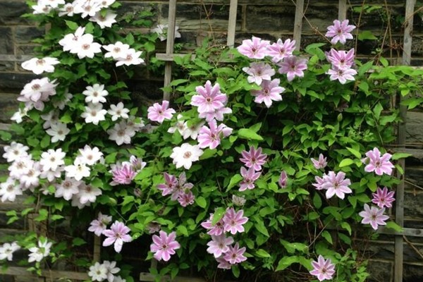 Clematis blooming in spring